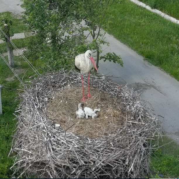 stork, storks, hope, Ukraine
