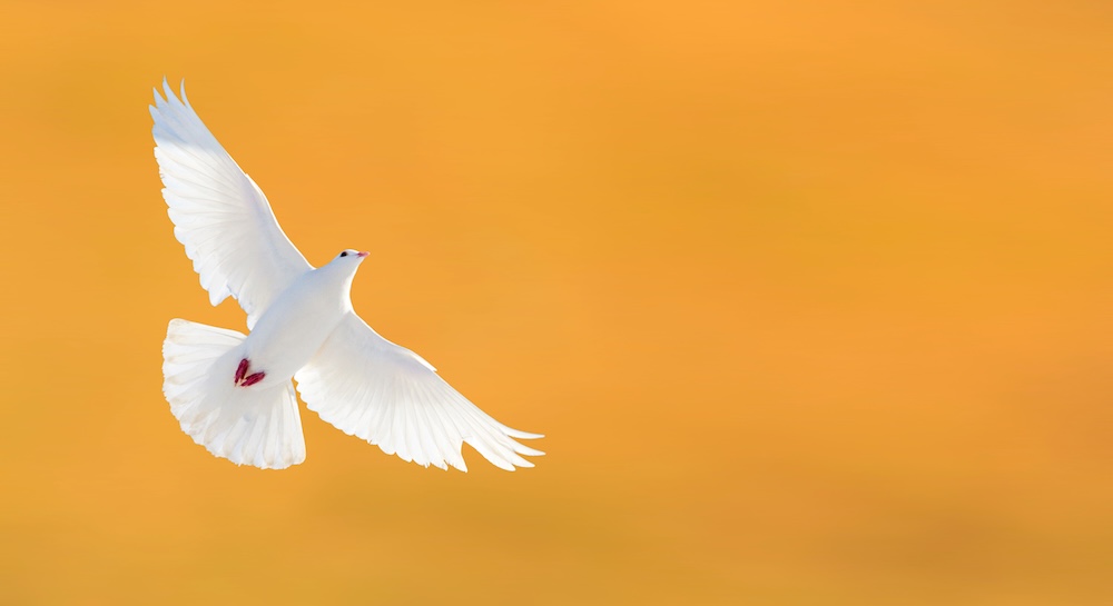 OWI, Ollin Women, Ollin Women International, peace